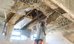 Best Black Mold Removal  in Junction City, KS